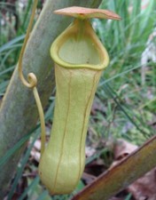 SAMEN fleischfressende Zimmer die KANNEN PFLANZE vertilgt Fliegen Venusfalle