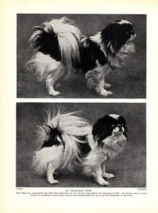 1930s Antique Japanese Chin Print Champion Royal Yama Hito Japanese Chin 5112L