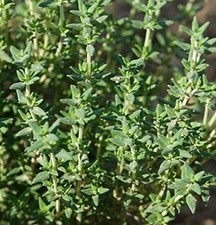 Thyme Seeds 25 Seeds 
