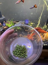 Salvinia Cucullata 1 Scoop RARE Aquarium Planr