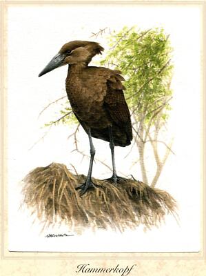 Hammerkopf (Scopus umbretta) Grafikmaß: 17,5 x 25,5 cm