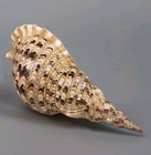 Giant Triton's trumpet Tritonis Charonia Stunning Seashell 380mm 15”  Must see — photo 9