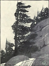 The Mighty Wind-Blown Spruce Trees : Walter King Stone : 1906 : Print American