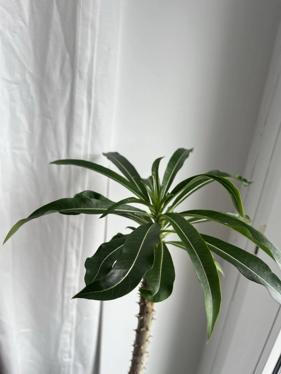 Madagaskarpalme online kaufen | eBay.de