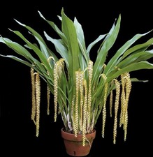 Dendrochilum Magnum Orchid Live Plant