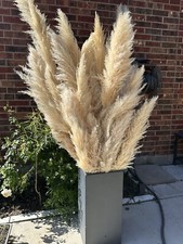 3ft Tall Pampas grass natural dried, Very Fluffy, Sold As Set 5 Stems In 1 Pack