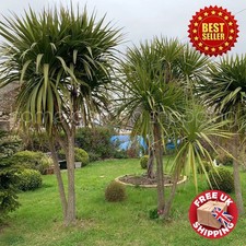 1 -2 ft Tall Semi Hardy Cordyline Australis Palm Garden Outdoor Evergreen Plant