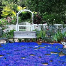20000 Magic Blue Creeping Thyme Seeds for Planting Ground Cover Plants Heirloom
