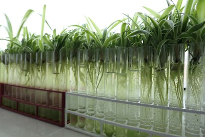 hanger plants Ashman 12