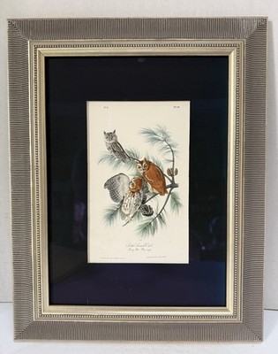 Audubon 1st Ed Octavo Bird Art - LITTLE SCREECH OWL, c1840's, Custom Framed