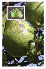 997 -  POLYNESIE CARTE   1er JOUR    SENTEUR   LE PAMPLEMOUSSE