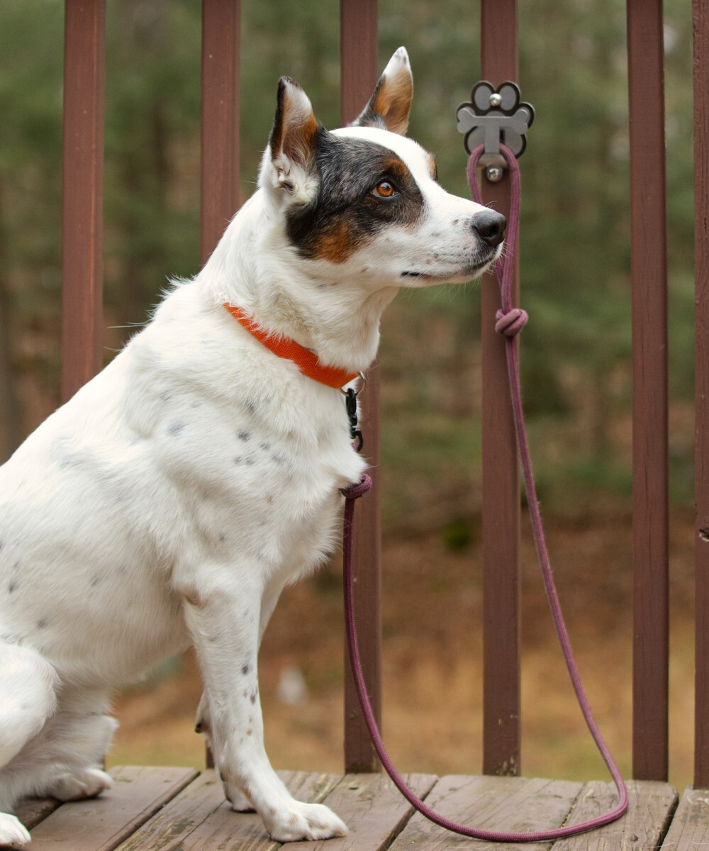 Dog Parking Hook Wall Mount Stainless Steel Leash Hitch Hardware