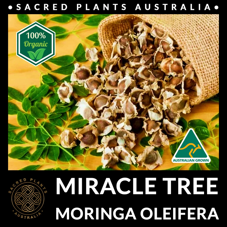 MIRACLE TREE 5 Seeds | Moringa Oleifera Medicinal Drumstick Horseradish Exotic - Image 4 of 4