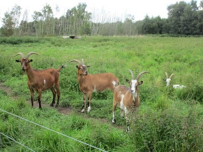 Foto 6x4 Ziegen auf Krähenmooren Krähenhügel auf ausgesprochen unverbessertem Gras c2017