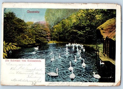 Chemnitz Saxony Germany Postcard The swans of the castle pond 1905 Posted