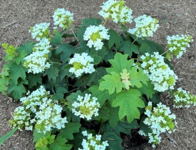 Pee Wee Dwarf Oakleaf Hydrangea - Live Plant - ( 2.5 QT )