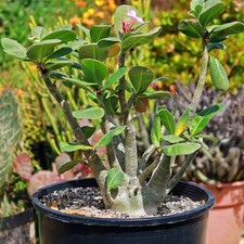 Desert Rose Adenium arabicum green caudex 5 seeds FREE SHIPPING 