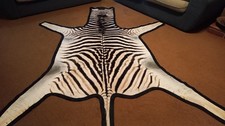 Zebra hide / skin - A grade South African Burchell Zebra hide FELTED
