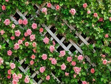 AIIKES 10x8FT Flowers Backdrop for Photography Spring Floral 10x8ft, Green