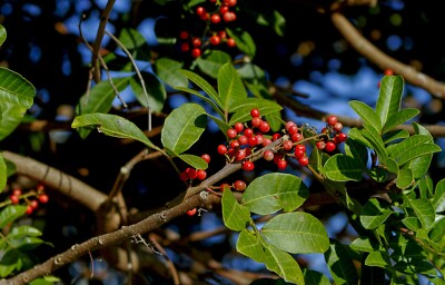20 Seeds SILVER BUFFALOBERRY Shepherdia Argentea Red Fruit