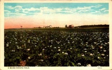 VINTAGE C.T. AMERICAN-ART COLORED POSTCARD - A MAINE POTATO FIELD BK47
