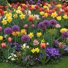 100 Mixed Spring Flowering Bulbs & Corms Lucky Dip Perennial 5+ Varieties Pack