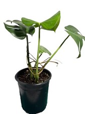 Monstera Deliciosa 6 Inch pot 2 Foot Plant