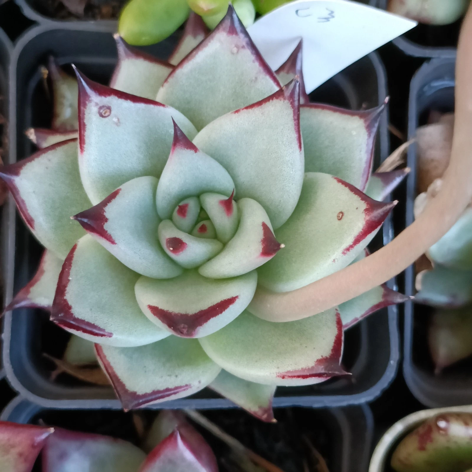 Echeveria white Ebony nice Succulent plant 21