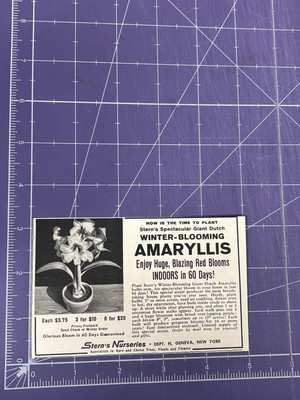 1958 PRINT AD GIANT DUTCH WINTER BLOOMING AMARYLLIS STERN NURSERIES GENEVA NY