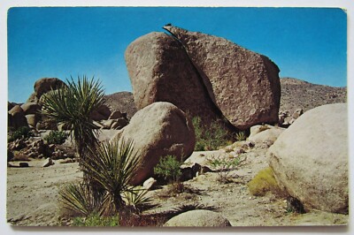 California Joshua Tree Split Rock National Monument Postcard