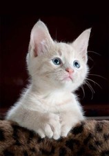 Poster 30x40 Gatto bianco con occhi azzurri