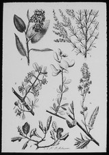 Glass Magic Lantern Slide PLANT DRAWING D C1910 DRAWING NATURE LEAF LEAVES 