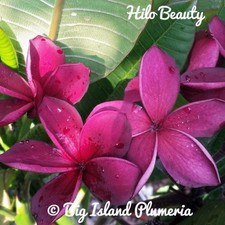 Hilo Beauty Plumeria Rooted Cutting