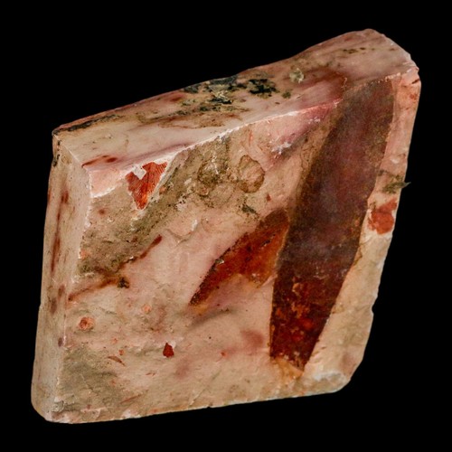 3,7 Zoll detaillierte Glossopteris Browniana fossile Pflanze Blätter Permzeit Australien - Bild 2 von 5