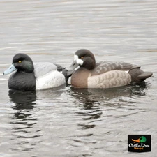 AVERY GREENHEAD GEAR GHG PRO-GRADE FOAM FILLED BLUE BILL SCAUP DUCK DECOYS