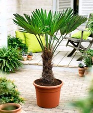 Trachycarpus wagnerianus Frostharte Hanfpalme bis zu 150 cm Gesamth&ouml;he bis -18 C