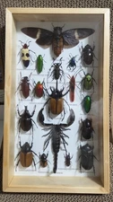 RARE MIX INSECTS DISPLAY BOX IN WOOD FRAME BEHIND GLASS 8" BY 13.75"