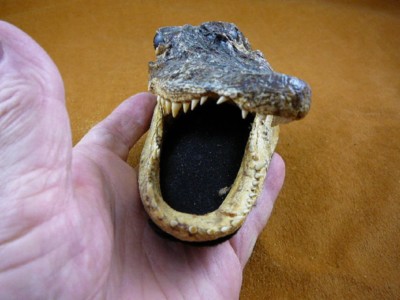 アリゲーター DEEP LIGHT 2000 Alligator Muscles ID Patch