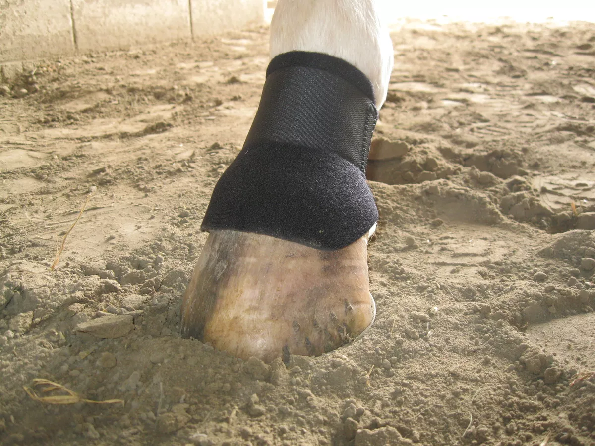 Scalping boots clearance