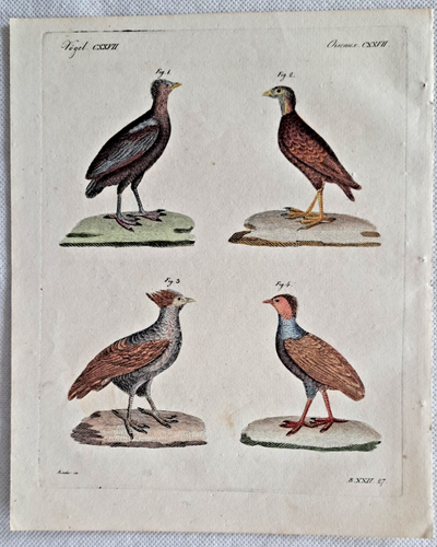 Bertuch 2 Blatt Hühnerartige Vögel kolorierte Kupferstiche Hühner Rebhühner 1805 - Bild 3 von 3
