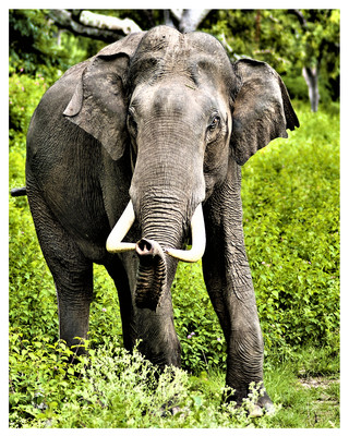 ELEPHANT - 4''X5''  PHOTOGRAPH