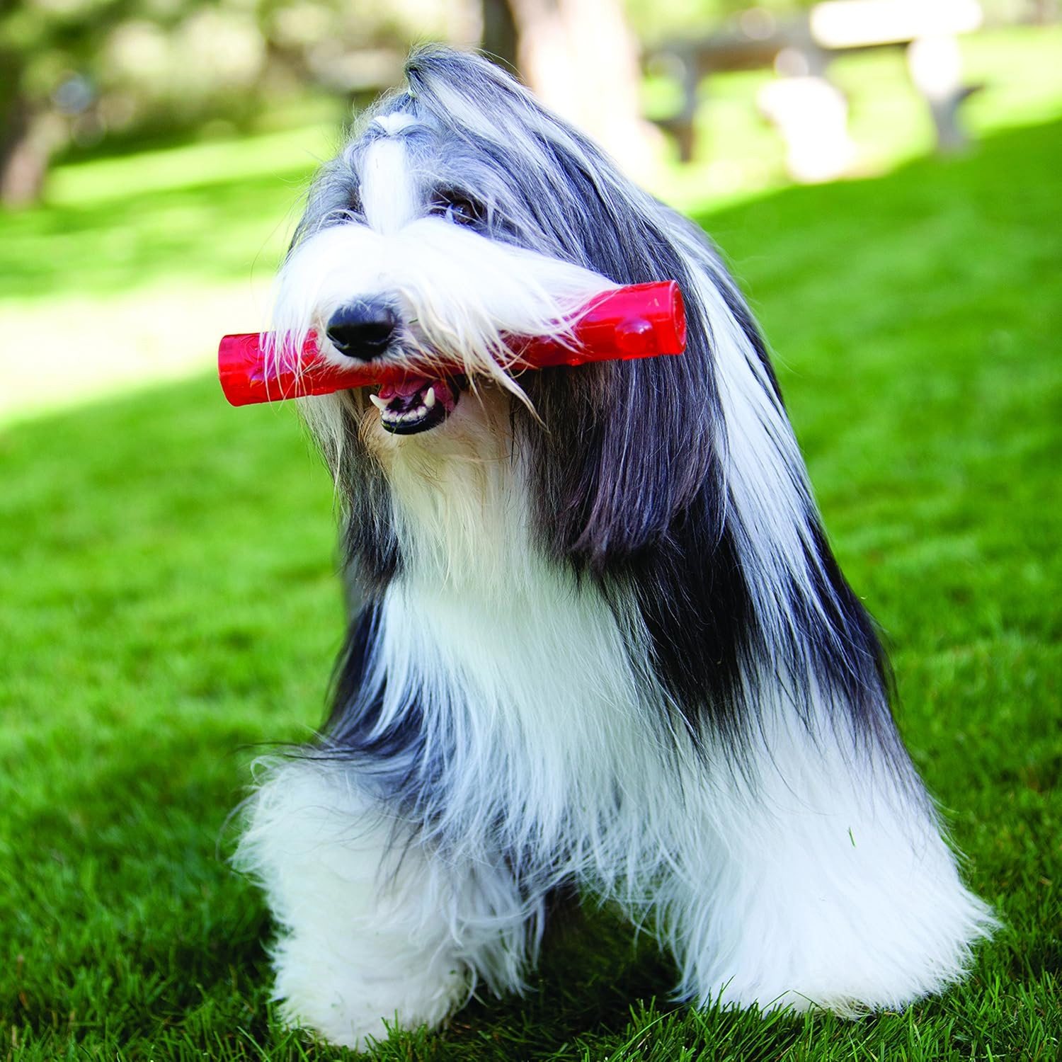 KONG Squeezz Ball Resistente - Palla con Squeak per Cani che Rimbalza - 2