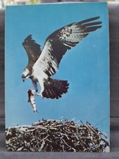 Osprey with fish at Loch Garten 29042