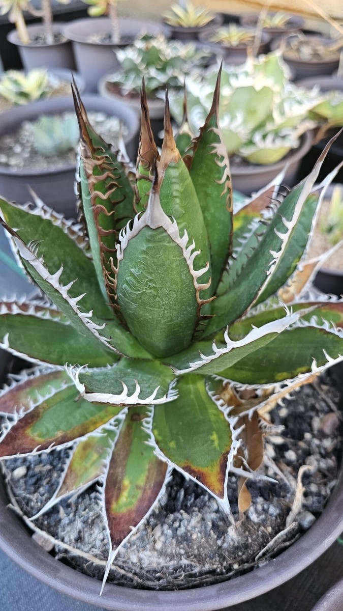 Agave Horrida | eBay