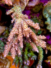 JF Sunday Driver - Live Coral Frag SPS/Acropora