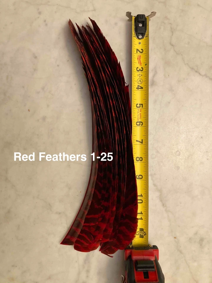 75 Fletching Feathers for Arrows #1 Ground base Purchased in 1965 read descripti - Image 3 of 4