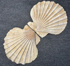 Chesapecten madisonius . 102.5mm . Miocene . Calvert Form. Complete Specimen