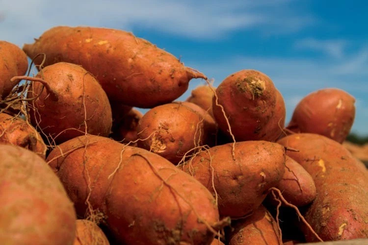 10 Orange Sweet Potato Slips Copper Jewel Variety–90 Days | Organic Luxury Slips - Image 3 of 4