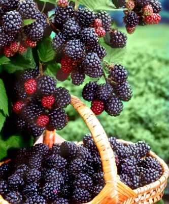 Giant Thornless Blackberry (25 seeds)fresh this season{RARE