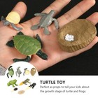 2 Sets Simulation Frogs Turtle Growth Ornaments Animal Display Models for Kids